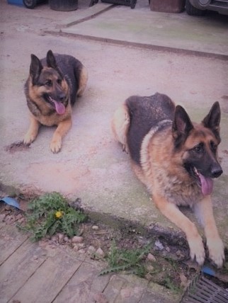 Sasha & Bailey - Humberside